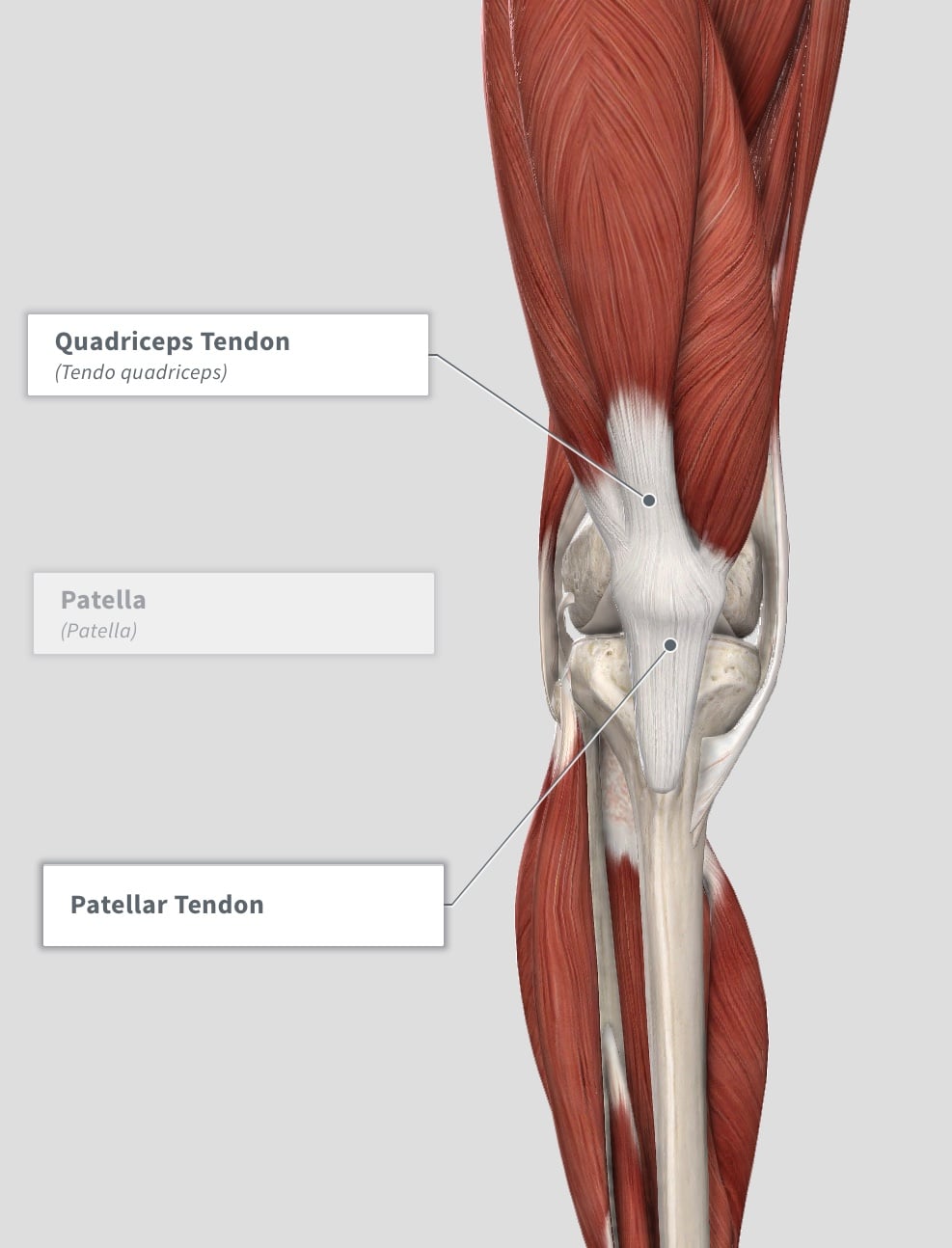 tenderness around knee cap